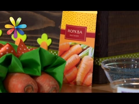 Видео: Уникальное открытие: семена моркови для красоты! – Все буде добре. Выпуск 1005 от 24.04.17