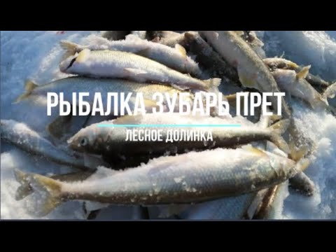 Видео: Сахалинская рыбалка ЗУБАРЬ 1 РЫБАЛКА ДОЛИНКА