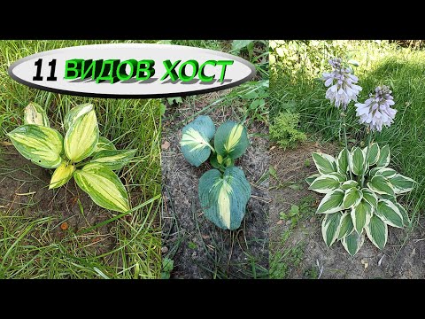 Видео: 11 видов Хост в моём саду (названия и описание)