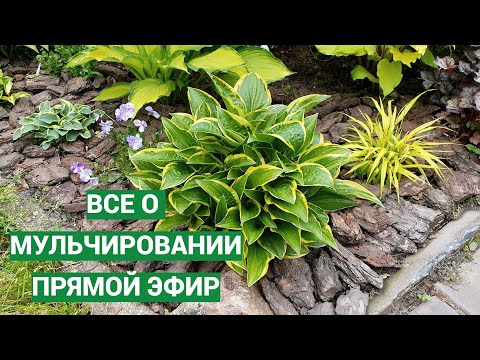 Видео: Все о мульчировании. Прямой эфир с Анной Калугиной