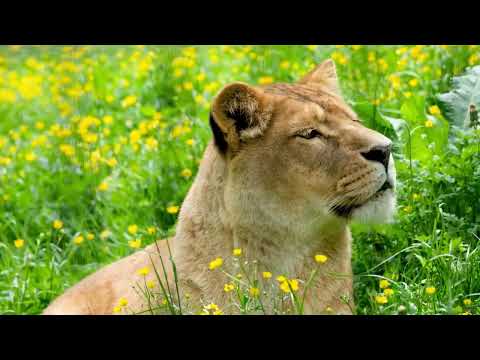 Видео: Животные саванны под африканскую музыку 2025. Animals of the Savanna to African Music 2025