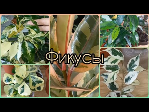Видео: Почему мои растения блестят😉Фикусы🌱Какими были год назад🌸Керли🌱Коконат Крем🌱Твайлайт🌸Регидан🌱Белиз
