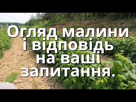 Видео: Відповідь на запитання та огляд малини. Джоан Джей, Поляна, Маравілла.