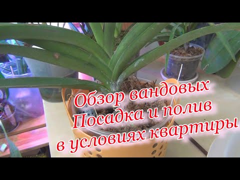 Видео: Обзор орхидей. Вандовые в квартире. Посадка и полив. Фаленопсисы
