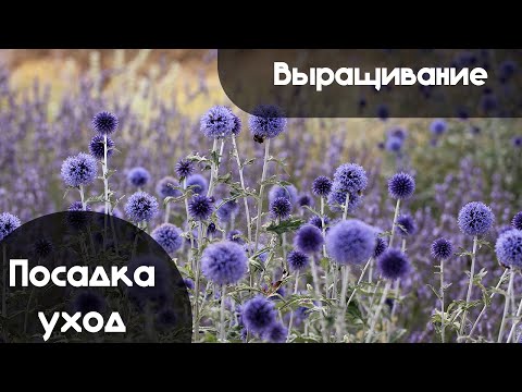 Видео: Выращивание МОРДОВНИКА, а также ВСЁ о Посадке и Уходе