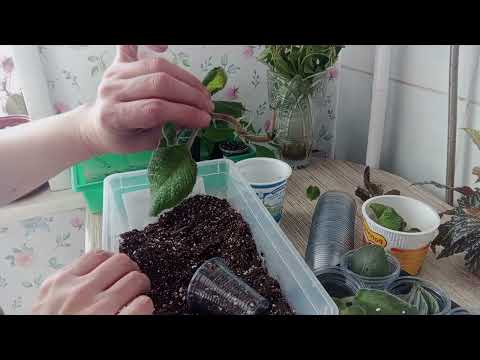 Видео: Посадки-пересадки