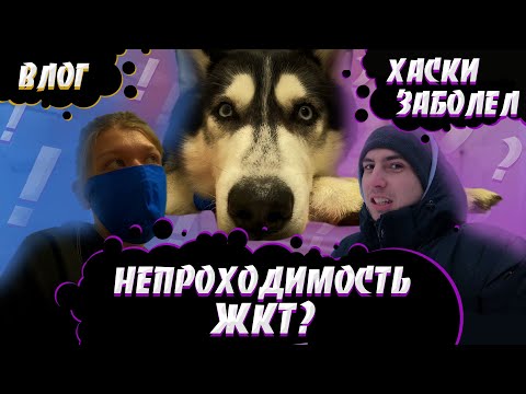 Видео: Хаски заболел Рвота отказ от еды Что делать