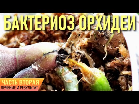 Видео: БАКТЕРИОЗ, БАКТЕРИАЛЬНАЯ ГНИЛЬ ОРХИДЕИ ВО ВРЕМЯ ТРАНСПОРТИРОВКИ! КАК Я РЕШАЮ ПРОБЛЕМУ? ЧАСТЬ ВТОРАЯ!