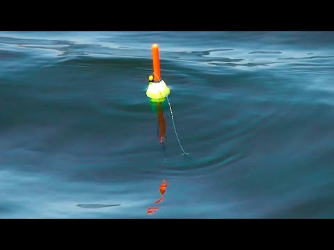 Видео: РЫБАЛКА на ПОПЛАВОК. САЗАН УТАЩИЛ УДОЧКУ. Рыбалка с ночёвкой.