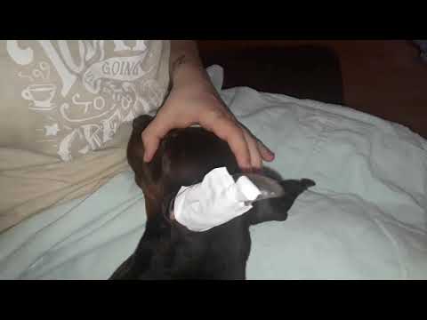 Видео: Как правильно ставить уши после купировки в домашних условиях