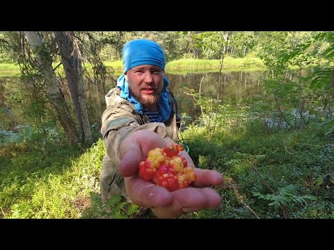 Видео: ЯГОДНЫЙ СЕЗОН. СБОР ЯГОД В КАРЕЛИИ. САМАЯ ЦЕННАЯ ЯГОДА. ТАЁЖНЫЙ ПРОМЫСЕЛ. КАК ЗАРАБОТАТЬ В ЛЕСУ