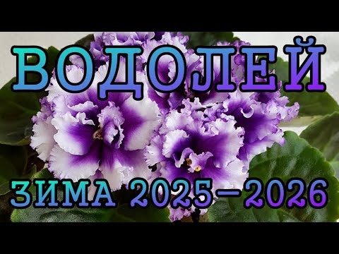 Видео: ВОДОЛЕЙ таро прогноз на ЗИМУ 2025 2026 года декабрь 2025, январь и февраль 2026