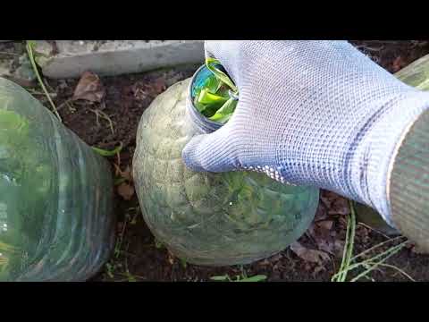 Видео: Розмноження троянд живцями/Propagation of roses by cuttings/Multiplication des roses par bouturage.