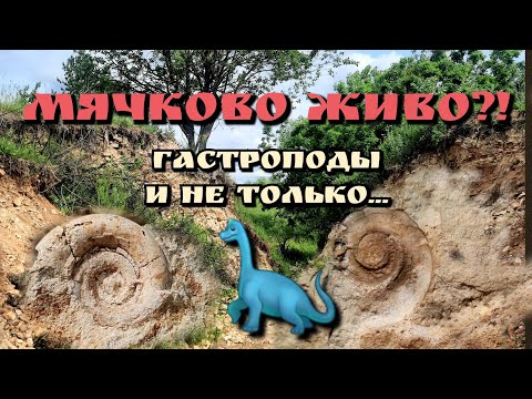 Видео: Мячковские карьеры, или по следам былой роскоши. Точка жива?! Нашли скопление гастропод и не только.