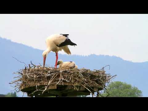 Видео: Щъркел шарен дългокрак - детска песен