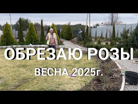 Видео: ОБРЕЗКА РОЗ СЕЗОН 2025г. | Как обрезать высокие розы | Когда и как обрезать розы