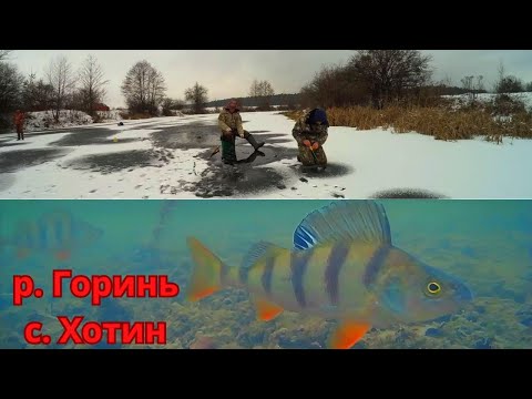 Видео: Зимова рибалка на стариці р.Горинь. Лід одного дня.  Ловимо окуня та плотву на безмотилку ЛЄСОТКУ!