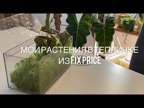 Видео: Мои растения в тепличке из Fix Price