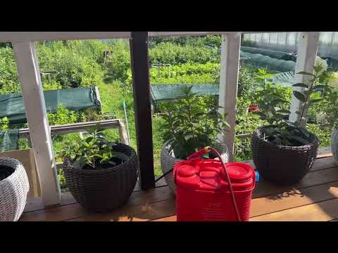 Видео: Обработка от клеща. Что добавить и растения засверкают, позеленеют.