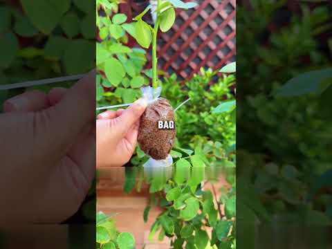 Видео: Размножение роз воздушными отводками #СоветыПоПосадке #ЗнанияОСадоводстве #ДомашняяПосадка