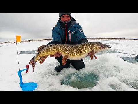 Видео: ШОК! Вот это кони! Моя лучшая рыбалка на жерлицы! Щуки монстры!