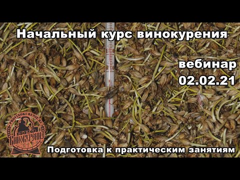 Видео: Приготовление зеленого солода для хлебного вина и зернового самогона.