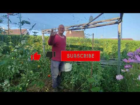 Видео: Домати от март до октомври – с какво пръскам? 🌿🍅