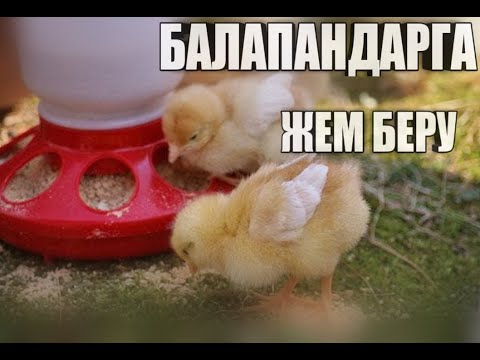 Видео: 1 КУНДІК БАЛАПАН ДАРҒА ҚАНДАЙ ЖЕМ БЕРУ КЕРЕК?