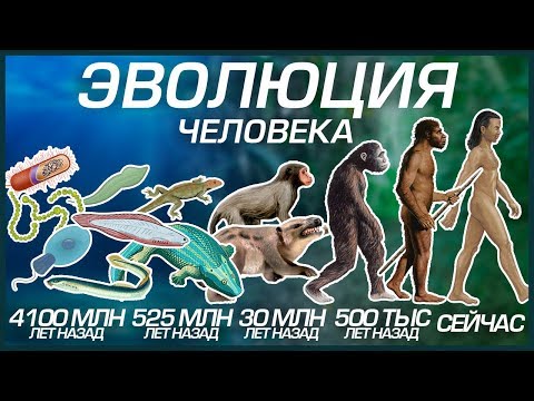 Видео: ЭВОЛЮЦИЯ ЧЕЛОВЕКА (ОТ КЛЕТКИ ДО ЧЕЛОВЕКА РАЗУМНОГО)