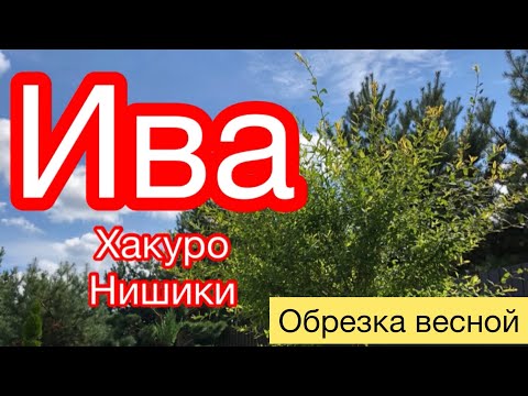 Видео: ИВА.. ХАКУРО НИШИКИ