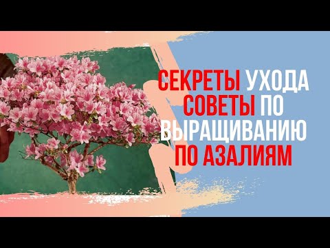 Видео: Все об азалиях бонсай. Как ухаживать за бонсай из азалии. Uncover Secrets of Azaleas Caring!