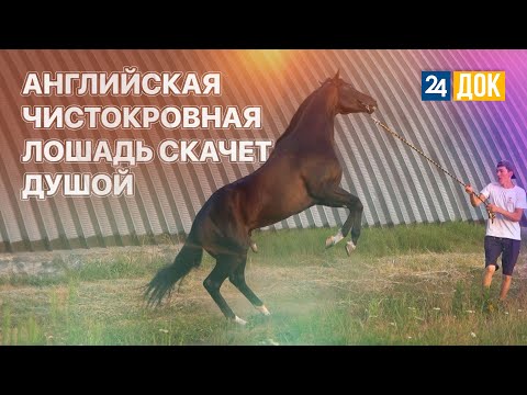 Видео: Кубанский фермер воспитывает англичан. "Землеход"