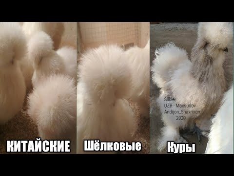 Видео: Китайские Шëлковые куры