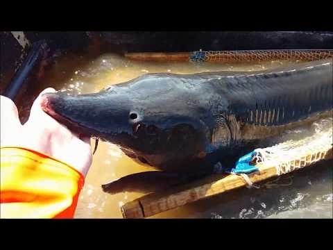 Видео: Рабочий день рыбовода. Огромные и маленькие осетры, выклев  личинки осетра, стерляди