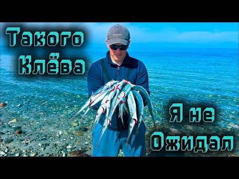 Видео: Ловля саргана на Балтике с лодки: снасти и приманки для успешной рыбалки