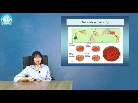 Видео: Бактериялогиялық зерттеу әдісі. Таза дақылды бөлу