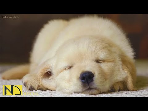 Видео: 20 часов любимой музыки собак🐶💖Музыка для сна собак 🐶🎵 Музыка для снятия беспокойства при разлуке🎵