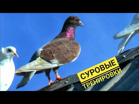 Видео: ЗА НЕСКОЛЬКО СЕКУНД ВСЕ ГОЛУБИ В ТОЧКУ