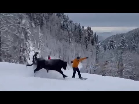 Видео: Сочи, Бык на Розе Хутор 🤷‍♂️ 🏔️🏂