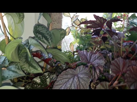 Видео: КОМНАТНЫЕ РАСТЕНИЯ(ЦВЕТЫ).НА БАЛКОНЕ.