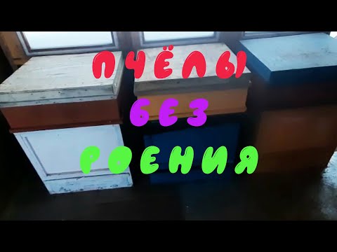 Видео: Убираем роение пчёл на весь сезон