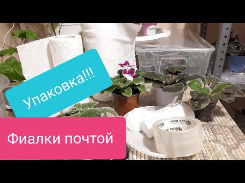 Видео: Фиалки Почтой! Упаковка Взрослой Фиалки!
