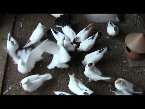 Видео: голуби 001