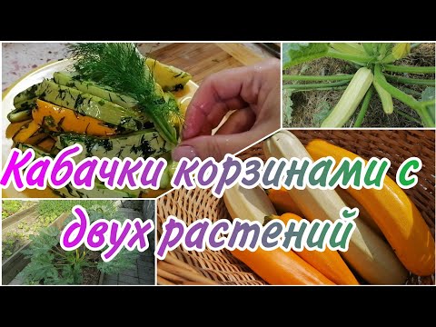 Видео: КАБАЧКИ В СЕРЕДИНЕ ЛЕТА | ОБЯЗАТЕЛЬНЫЙ УХОД | КАК Я НЕ БУДУ ВЫРАЩИВАТЬ КАБАЧКИ