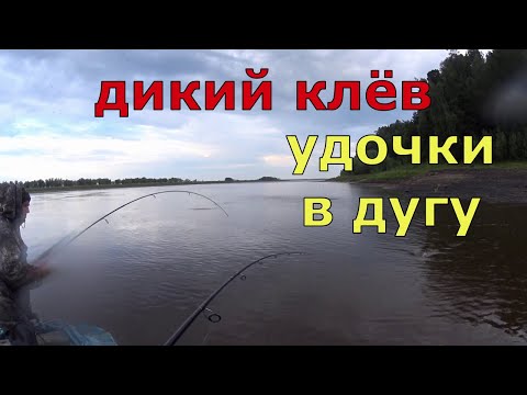 Видео: Дикий клёв. Попали на раздачу окуня.