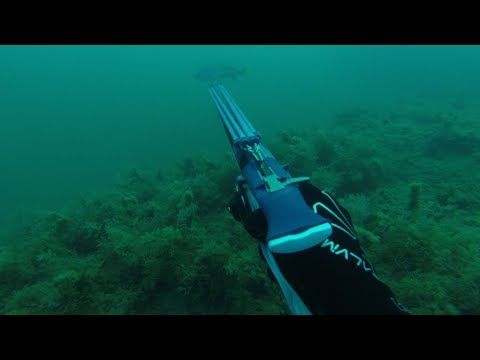 Видео: Подводная охота в море.  Арбалет.  Горбыли.