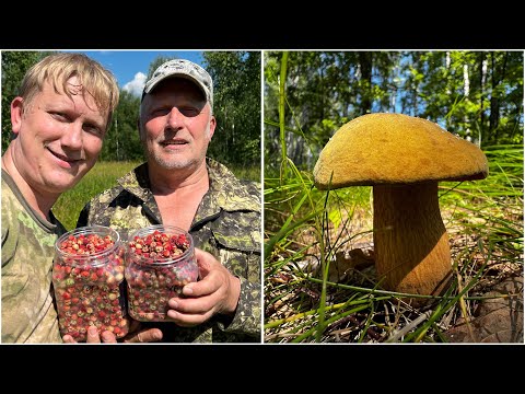 Видео: ГРИБНИКИ СОРВАЛИ ДЖЕКПОТ ! ПОПАЛИ В ЛЕС ГДЕ НЕ СТУПАЛА НОГА ГРИБНИКА ! Грибы 2024 !