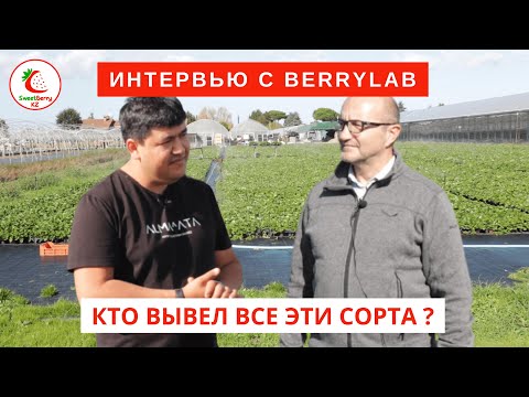 Видео: Интервью с BerryLab. Селекционер сортов клубники Азия, Алба, Роксана и др.