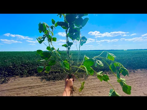 Видео: Соя мУсТаНг яка вражає ❗️на 70 міжрядді