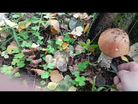 Видео: 15 сентября 2025 г.